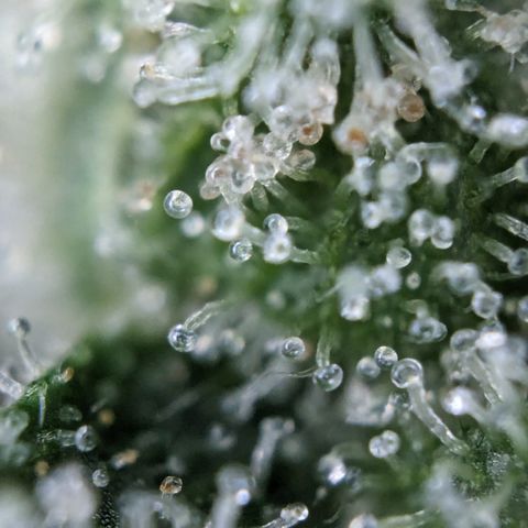 #26 Double Kush Cake growlog timeline photo