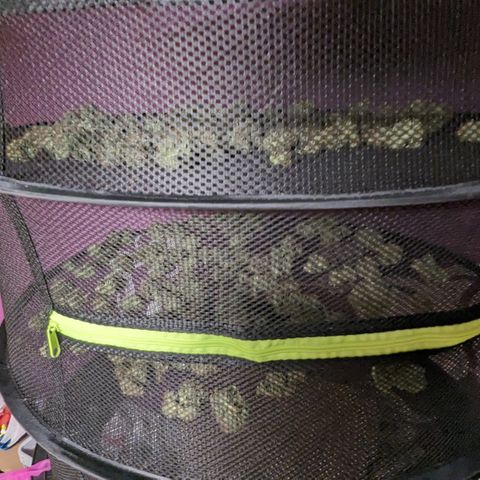 #26 Double Kush Cake growlog timeline photo