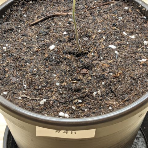 #46 Blueberry Zkittlez Auto growlog timeline photo