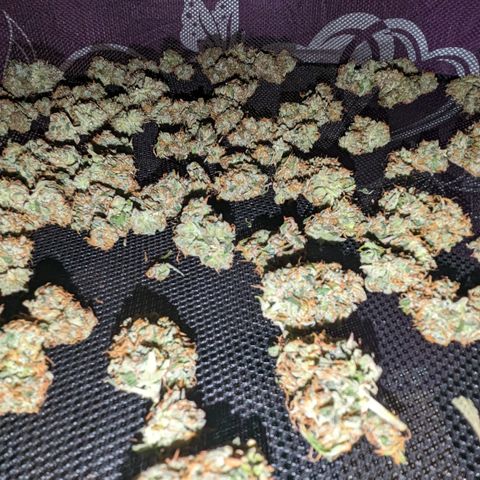 #26 Double Kush Cake growlog timeline photo