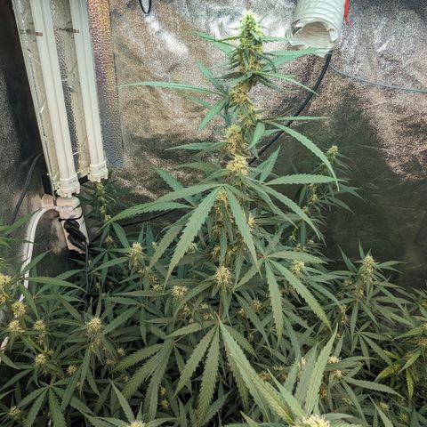 #33 Purple Skunk growlog timeline photo