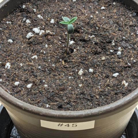 #45 Pure Power Plant Auto growlog timeline photo