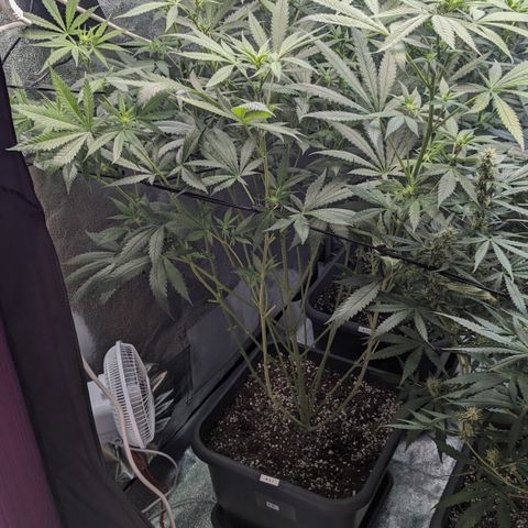 #31 White Widow growlog timeline photo