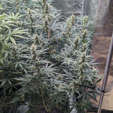 #30 Afghani #1 growlog timeline photo