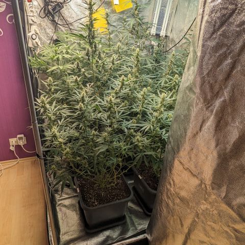 #33 Purple Skunk growlog timeline photo