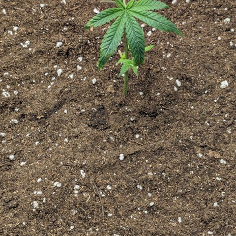 #31.1 White Widow growlog timeline photo