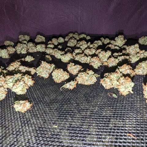 #26 Double Kush Cake growlog timeline photo