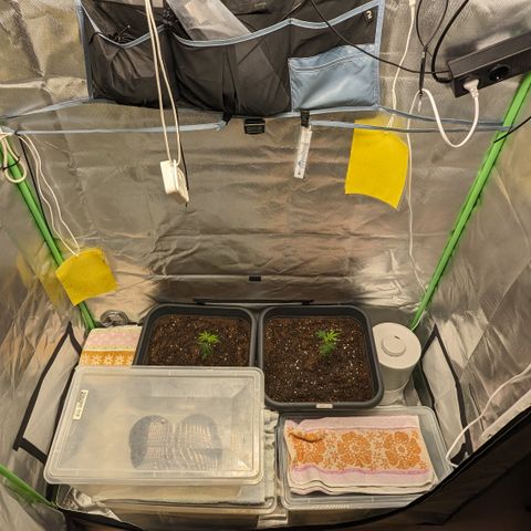 #45 Pure Power Plant Auto growlog timeline photo