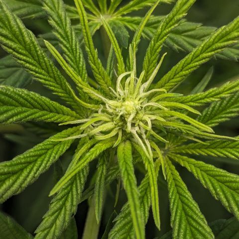 #31 White Widow growlog timeline photo