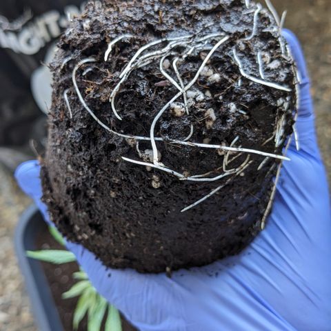 #31.2 White Widow growlog timeline photo