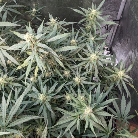 #32 Purple Skunk growlog timeline photo