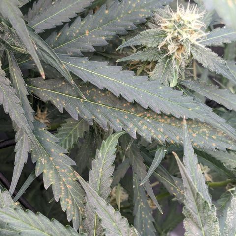 #32 Purple Skunk growlog timeline photo