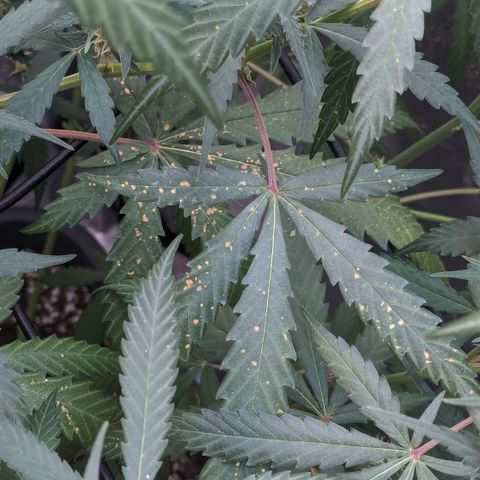 #33 Purple Skunk growlog timeline photo
