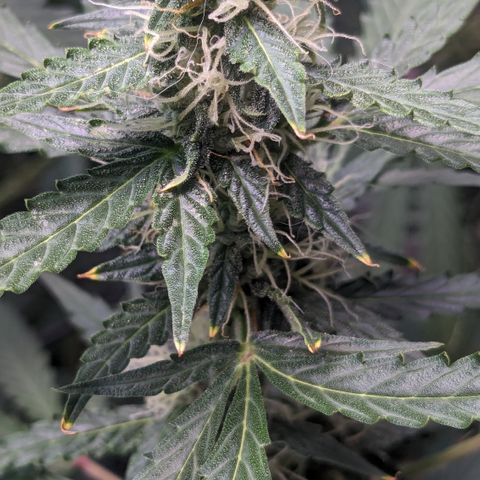 #30 Afghani #1 growlog timeline photo