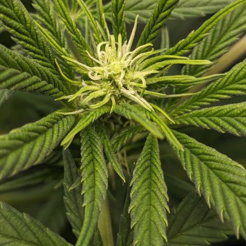 #31 White Widow growlog timeline photo