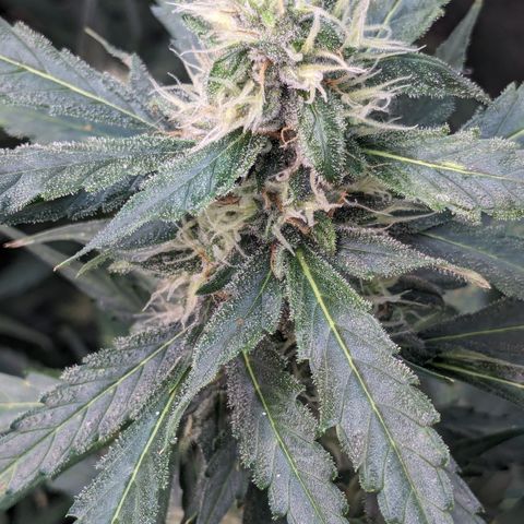 #32 Purple Skunk growlog timeline photo