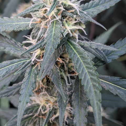#33 Purple Skunk growlog timeline photo