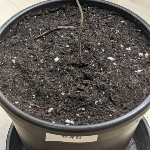 #46 Blueberry Zkittlez Auto growlog timeline photo