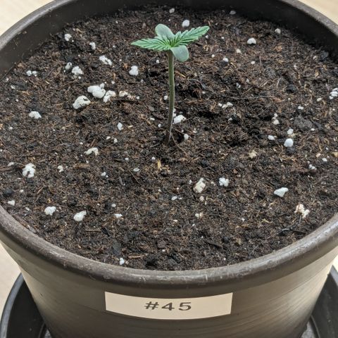 #45 Pure Power Plant Auto growlog timeline photo