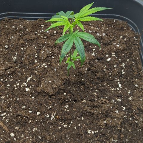 #31.1 White Widow growlog timeline photo