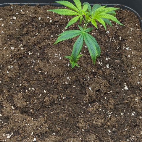 #31.2 White Widow growlog timeline photo