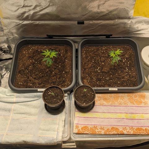 #45 Pure Power Plant Auto growlog timeline photo