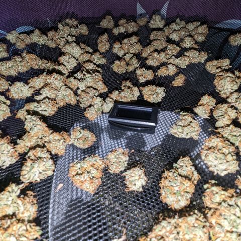 #26 Double Kush Cake growlog timeline photo