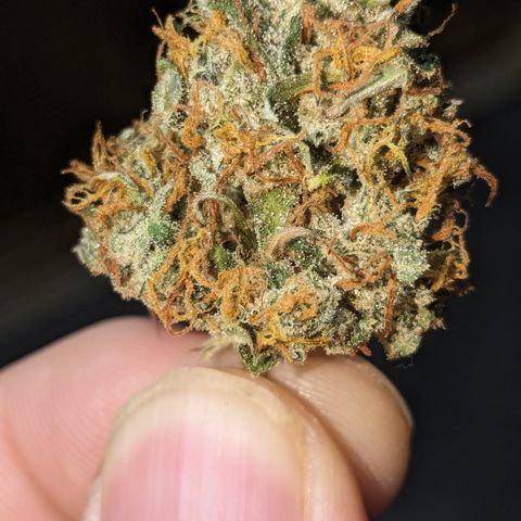 #26 Double Kush Cake growlog timeline photo