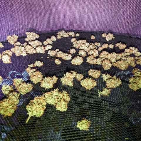 #26 Double Kush Cake growlog timeline photo