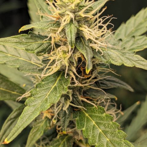 #30 Afghani #1 growlog timeline photo