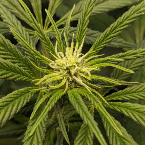 #31 White Widow growlog timeline photo