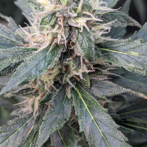 #32 Purple Skunk growlog timeline photo