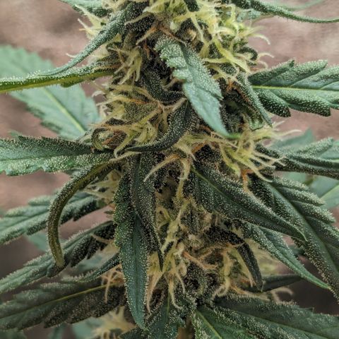 #33 Purple Skunk growlog timeline photo