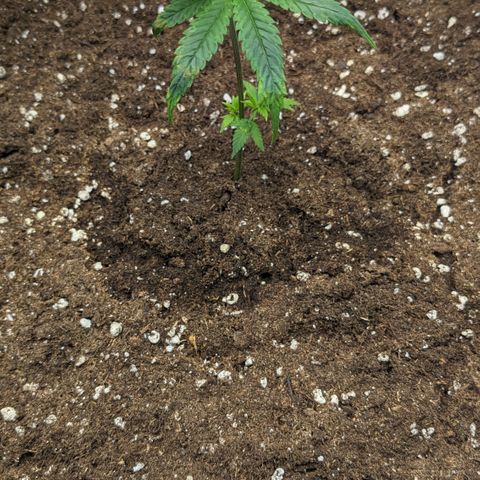 #31.1 White Widow growlog timeline photo