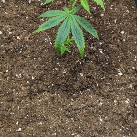 #31.2 White Widow growlog timeline photo