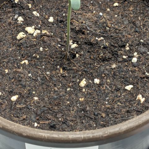 #45 Pure Power Plant Auto growlog timeline photo