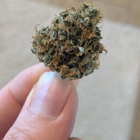 #26 Double Kush Cake growlog timeline photo