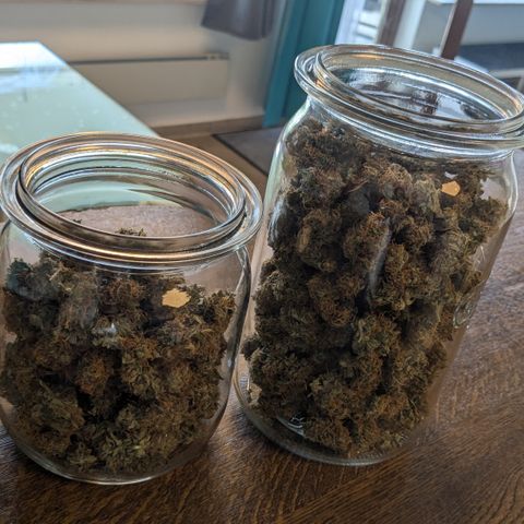 #26 Double Kush Cake growlog timeline photo