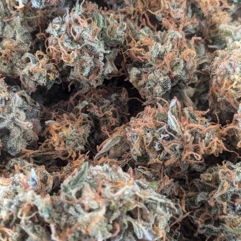 #26 Double Kush Cake growlog timeline photo