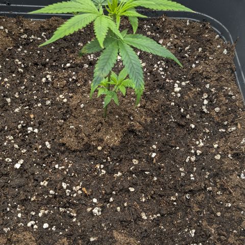 #31.1 White Widow growlog timeline photo