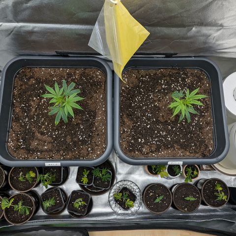 #45 Pure Power Plant Auto growlog timeline photo