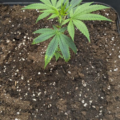 #31.2 White Widow growlog timeline photo