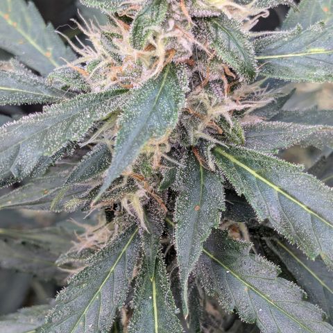 #32 Purple Skunk growlog timeline photo