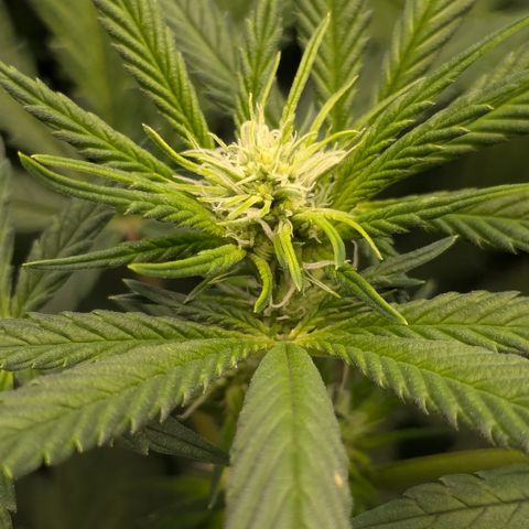 #31 White Widow growlog timeline photo