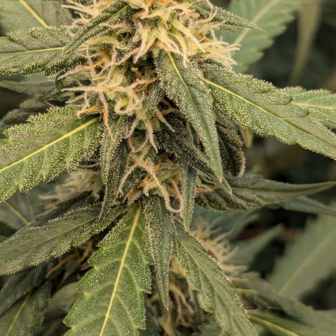#33 Purple Skunk growlog timeline photo
