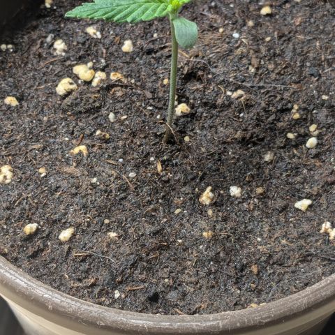 #45 Pure Power Plant Auto growlog timeline photo