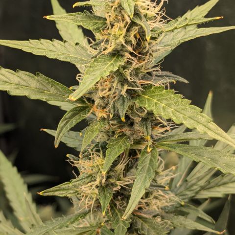#30 Afghani #1 growlog timeline photo