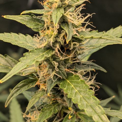 #30 Afghani #1 growlog timeline photo