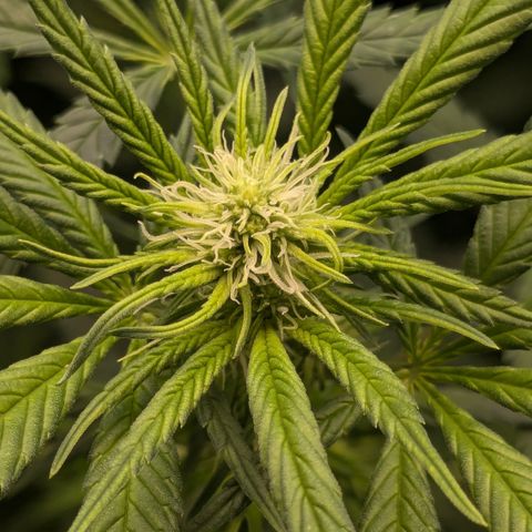 #31 White Widow growlog timeline photo