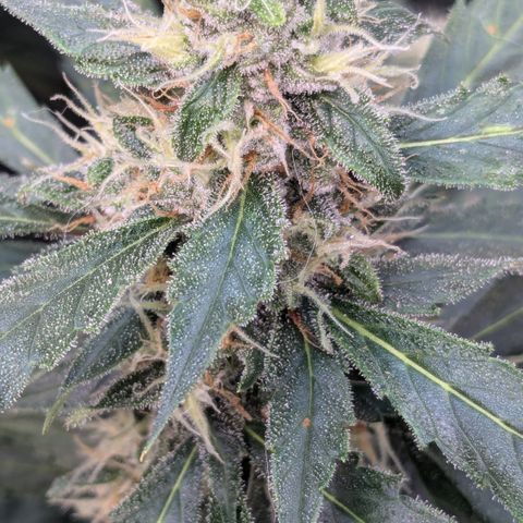 #32 Purple Skunk growlog timeline photo